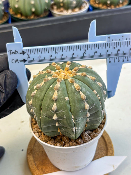 Astrophytum V Type Nudum (at9) (08) | Live Cactus