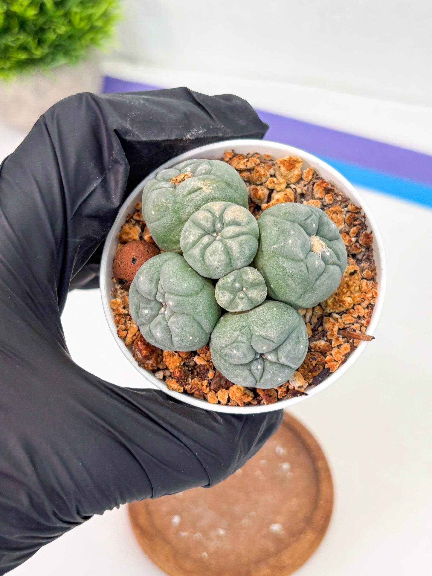 Spineless Cactus (Lo1) (g6) | For Advanced Growers