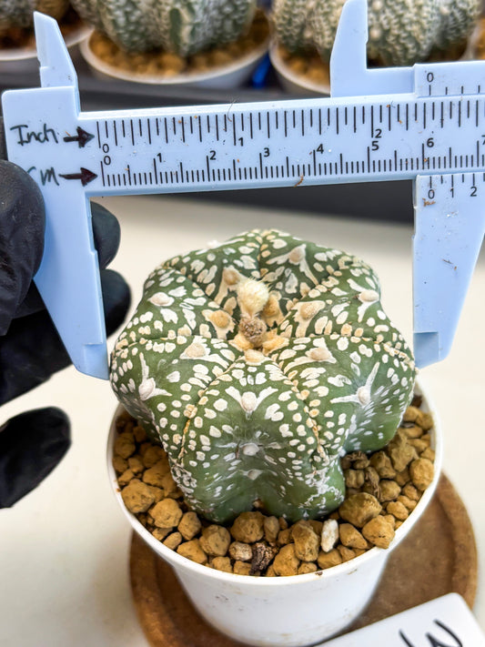 Astrophytum Star Shape (at4) (g3) | Imported Plant