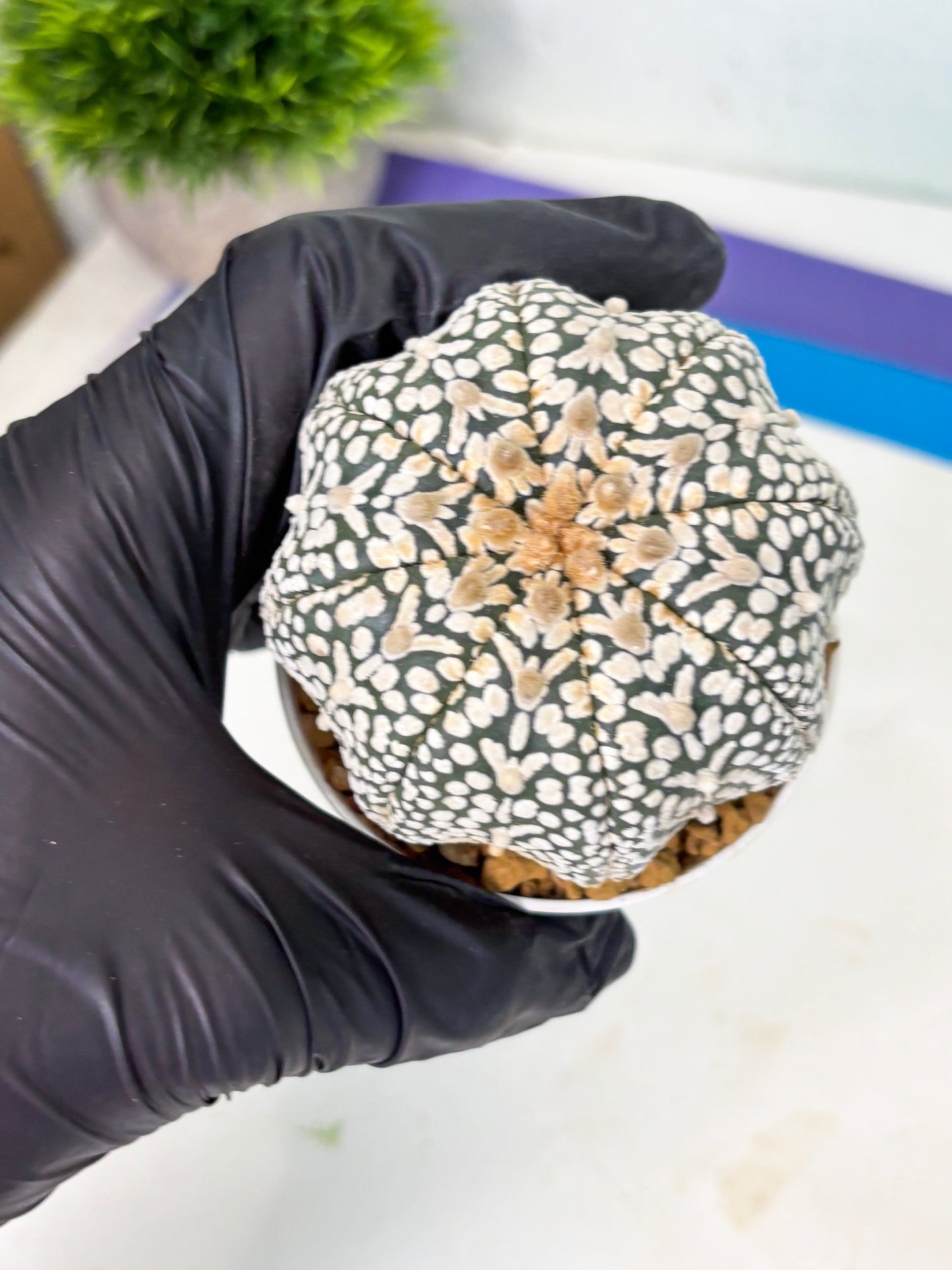 Astrophytum V-Type (at4) (y6) | Ship from Nevada