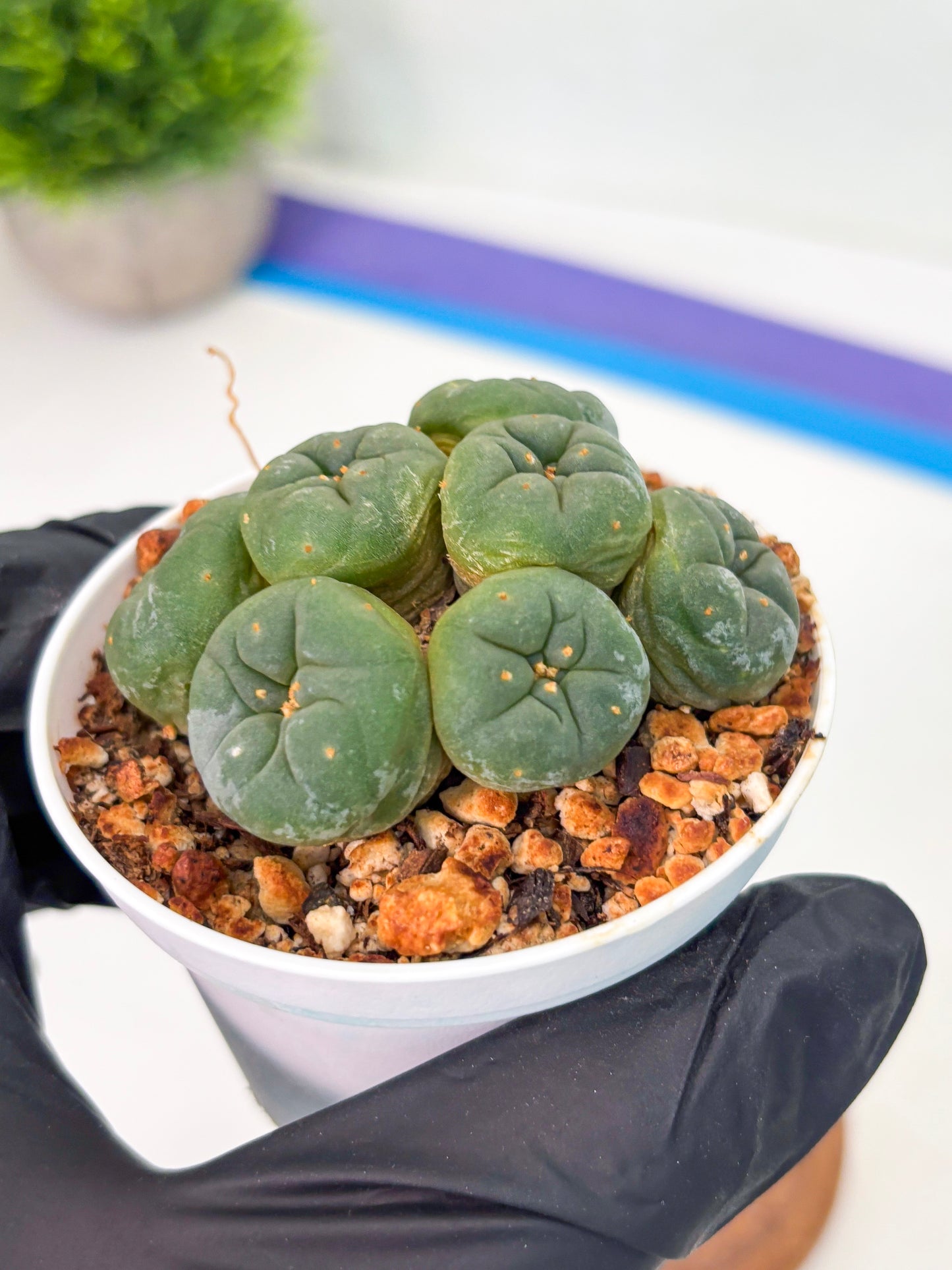 Spineless Cactus (Lo1) (g7) | For Advanced Growers