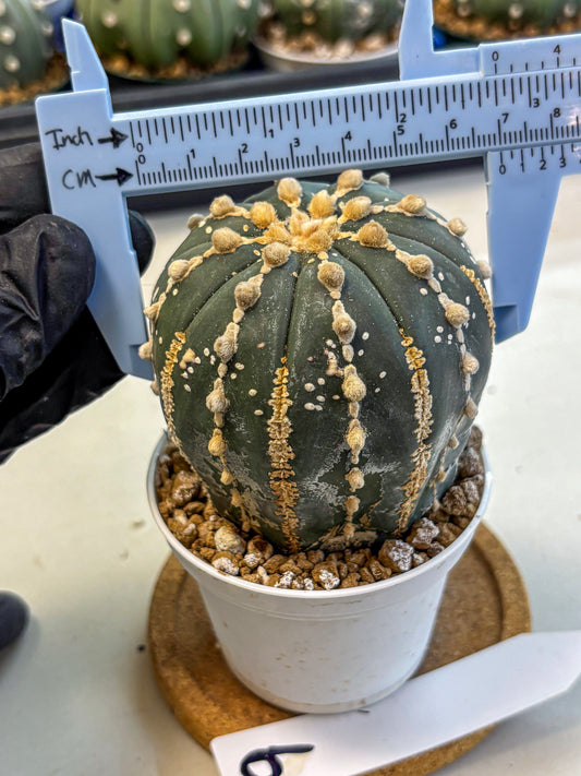 Astrophytum V Type Nudum (at9) (09) | Live Cactus