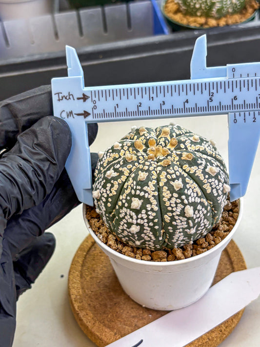Astrophytum V Type (at2) (09) | Live Plant | Rare Collection