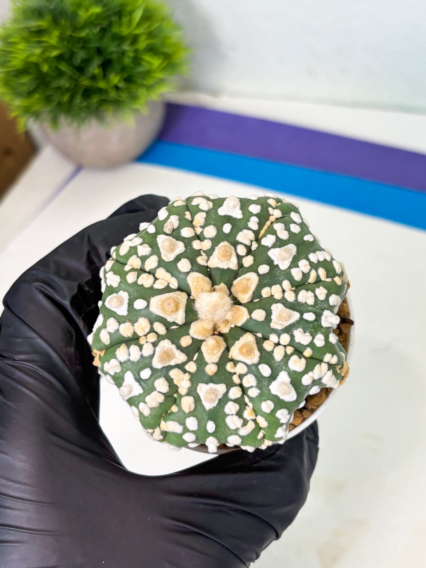Astrophytum V-Type (at4) (y4) | Ship from Nevada