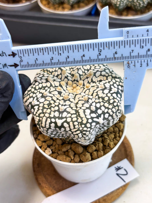Astrophytum V-Type (at4) (y2) | Ship from Nevada
