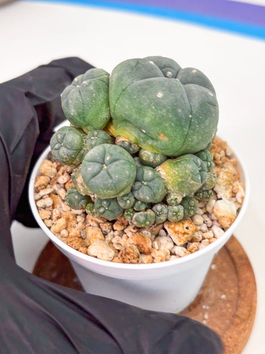 Spineless Cactus (Lo1) (b1) | For Advanced Growers