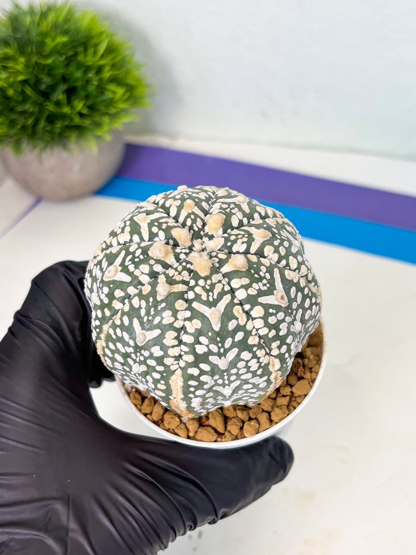 Astrophytum V-Type (at4) (y3) | Ship from Nevada