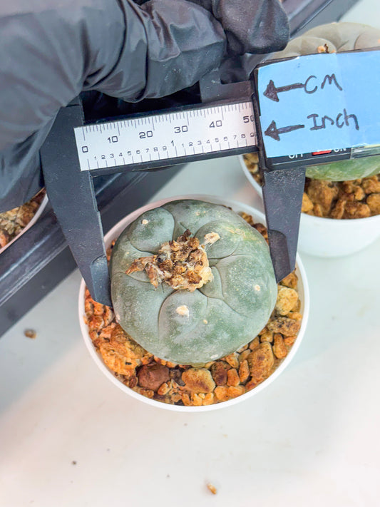 Spineless Cactus (Lo1) (b2) | For Advanced Growers