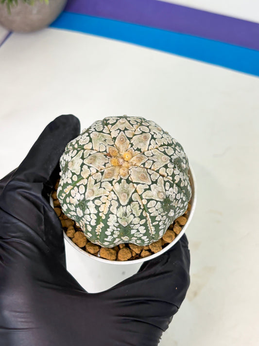 Astrophytum V-Type (at4) (r4) | Ship from Nevada