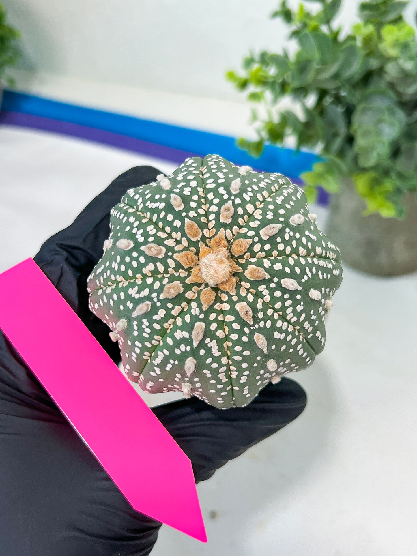 Astrophytum Super kabuto (#T2A) | Imported From Japan/korea | 3" Pot