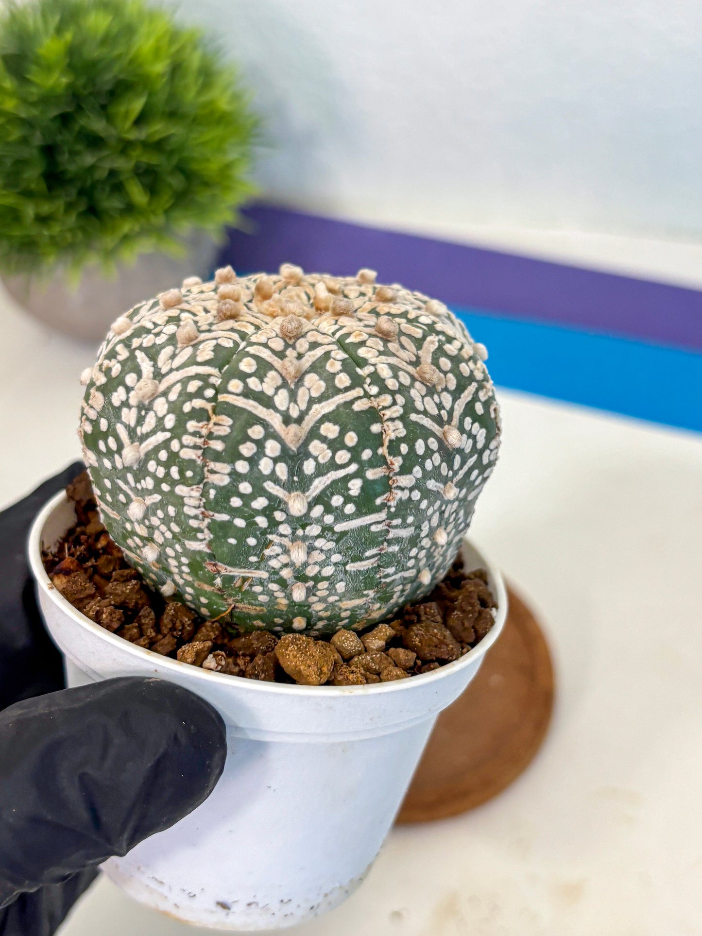 Astrophytum V Type (at5) (09) | Sea urchin cactus