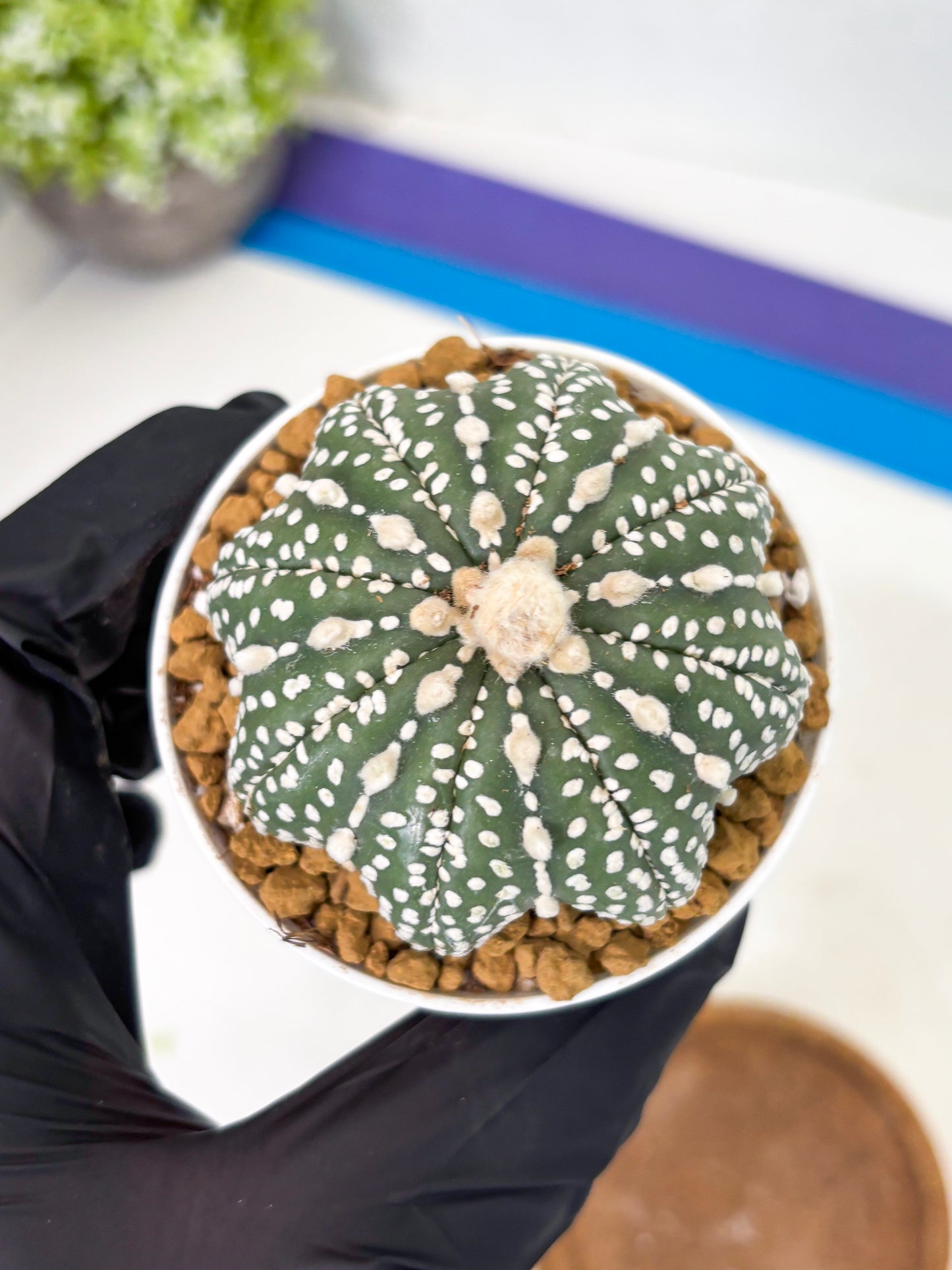 Astrophytum Star Shape (at2) (b4) | Japanese Import