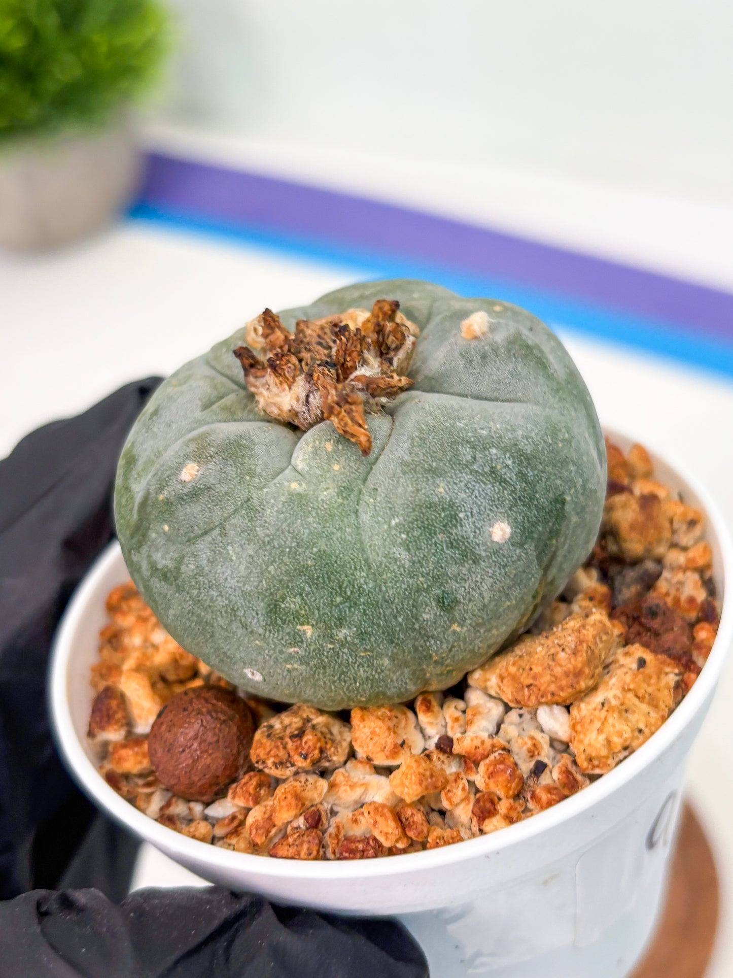 Spineless Cactus (Lo1) (b2) | For Advanced Growers