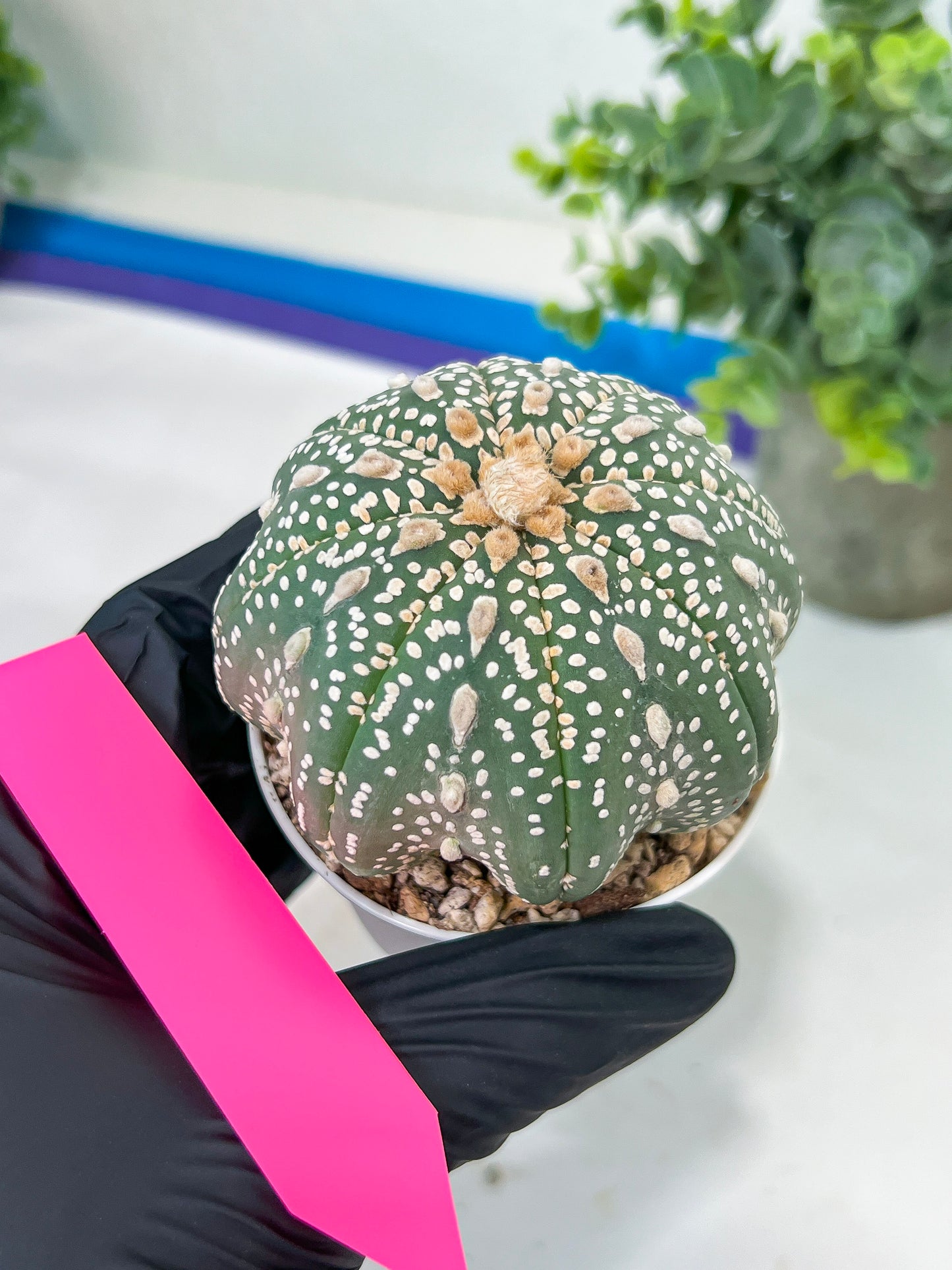 Astrophytum Super kabuto (#T2A) | Imported From Japan/korea | 3" Pot