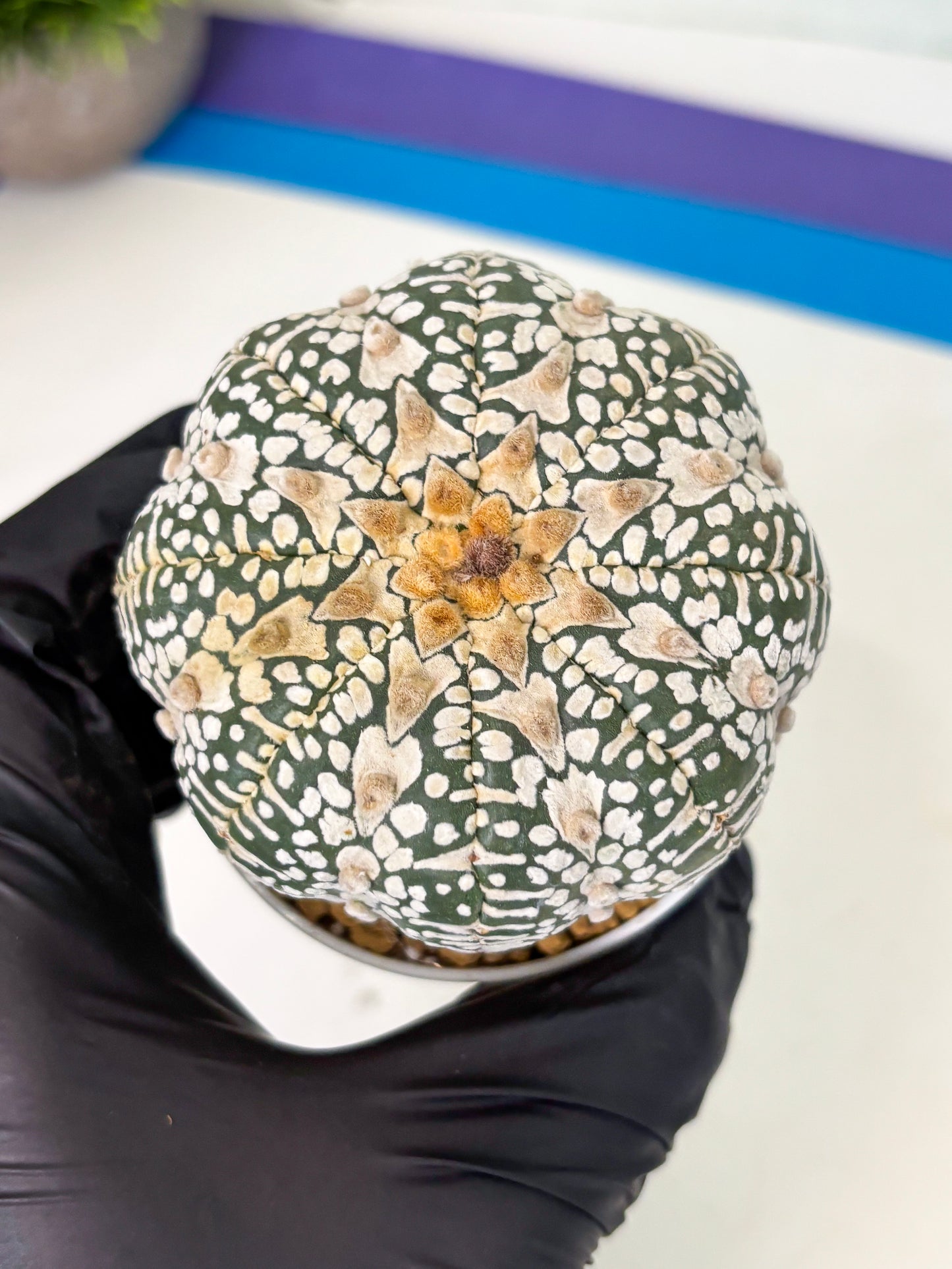Astrophytum V-Type (at4) (r3) | Ship from Nevada