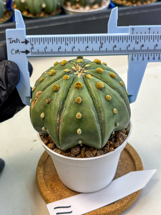 Astrophytum Nudum (at9) (11) | Live Cactus