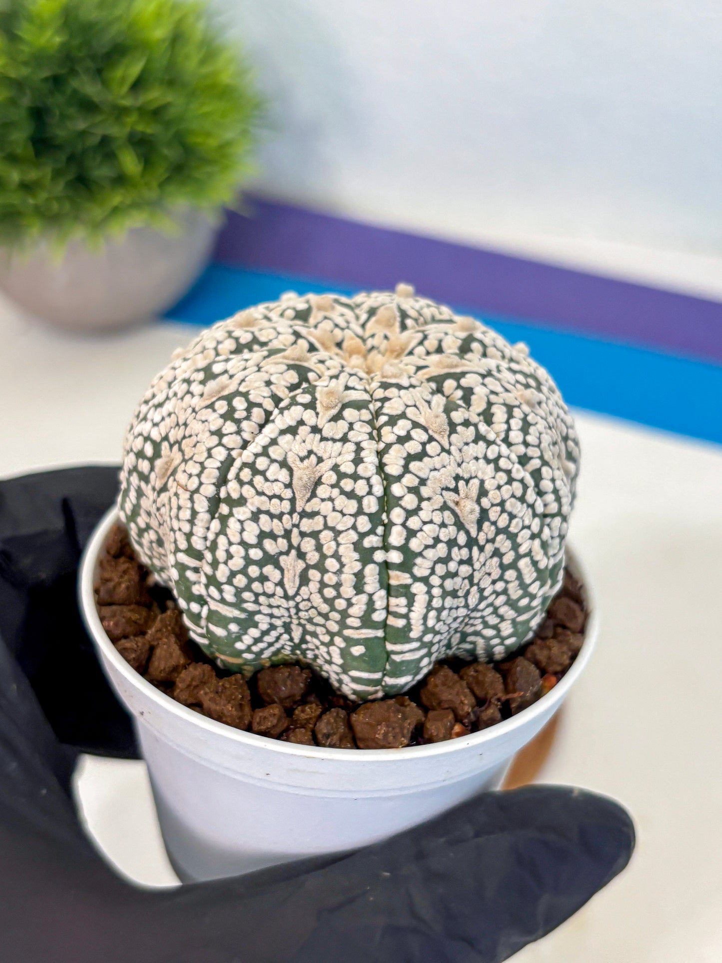 Astrophytum V Type (at5) (10) | Sea urchin cactus