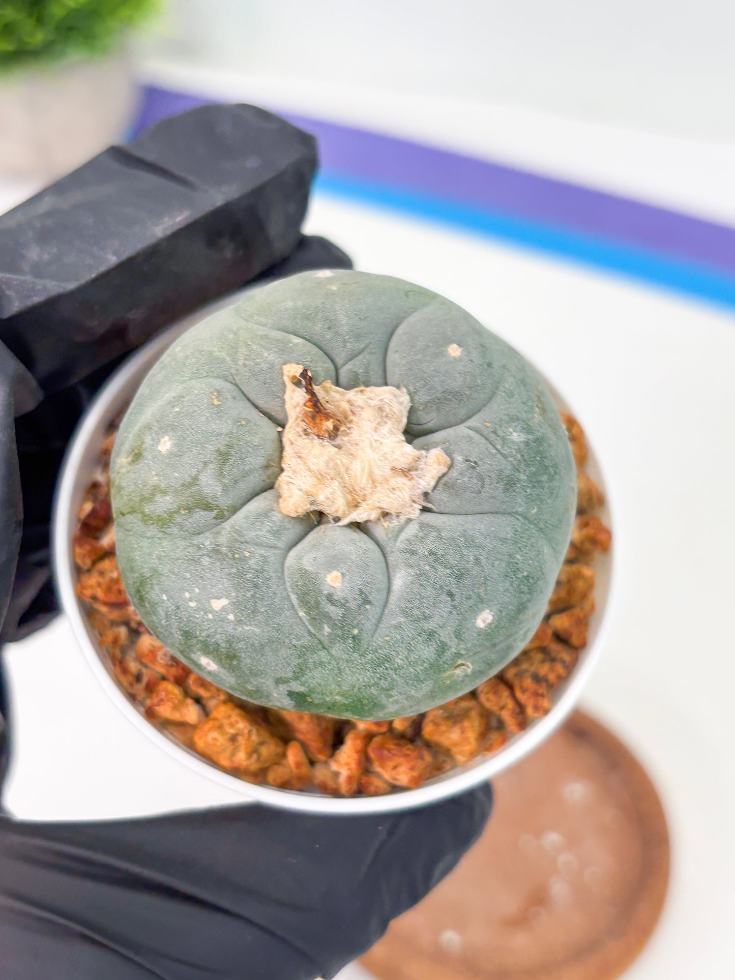 Spineless Cactus (Lo1) (b3) | For Advanced Growers