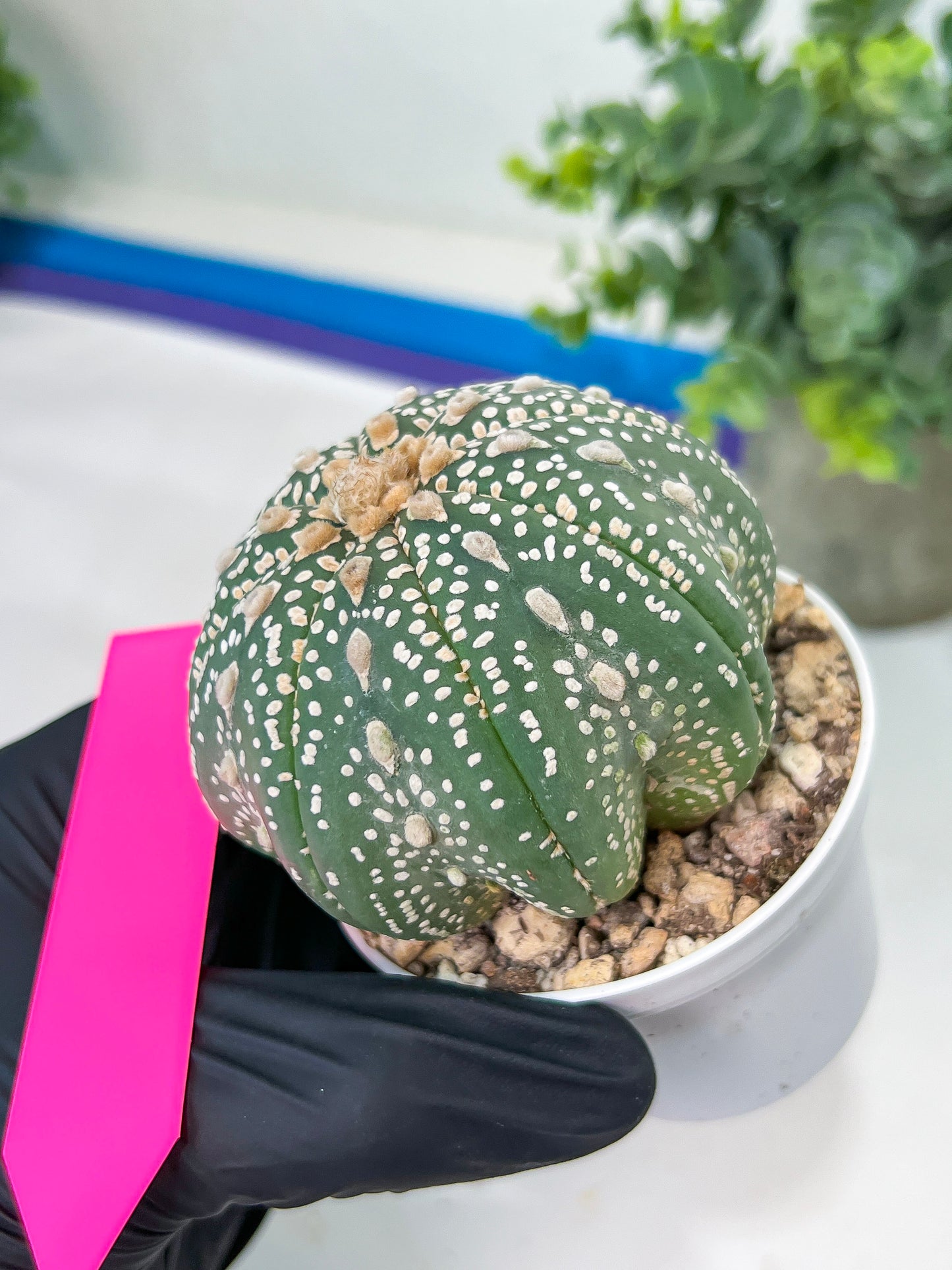 Astrophytum Super kabuto (#T2A) | Imported From Japan/korea | 3" Pot