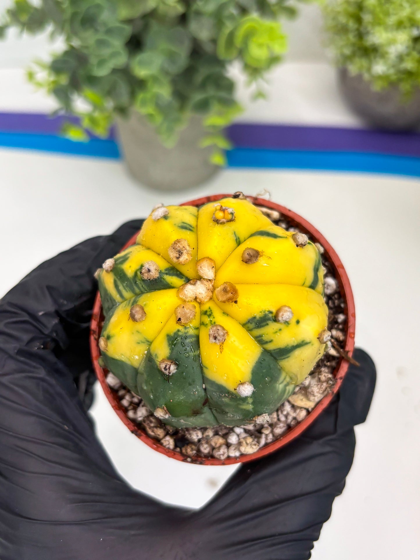 Astrophytum Variegated (T5) (o4) | Nevada Plant Seller | 3" Pot