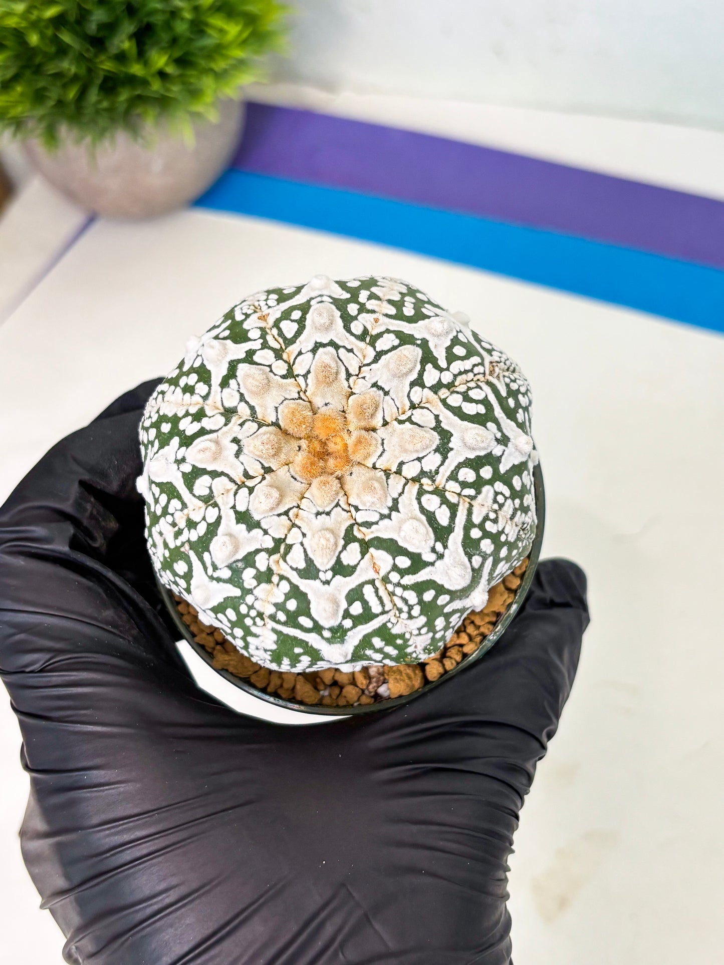 Astrophytum V-Type (at4) (r6) | Ship from Nevada