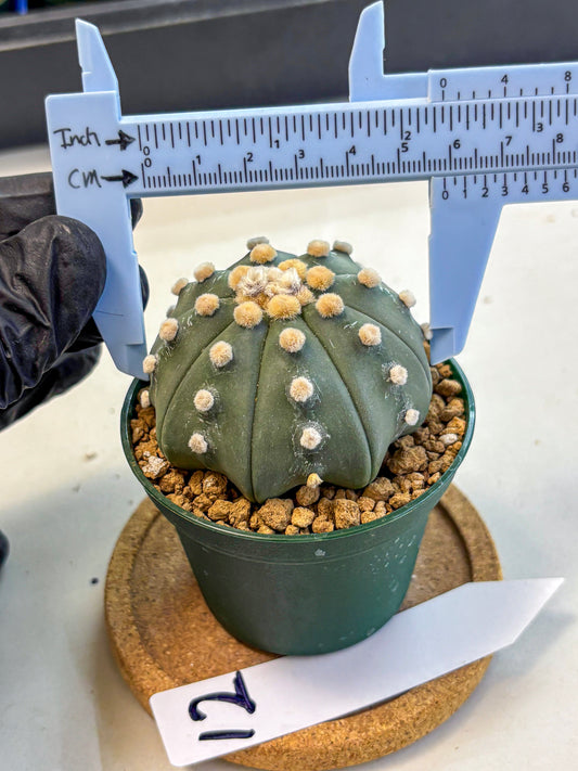 Astrophytum Oobito Nudum (at9) (12) | Cactus Plant