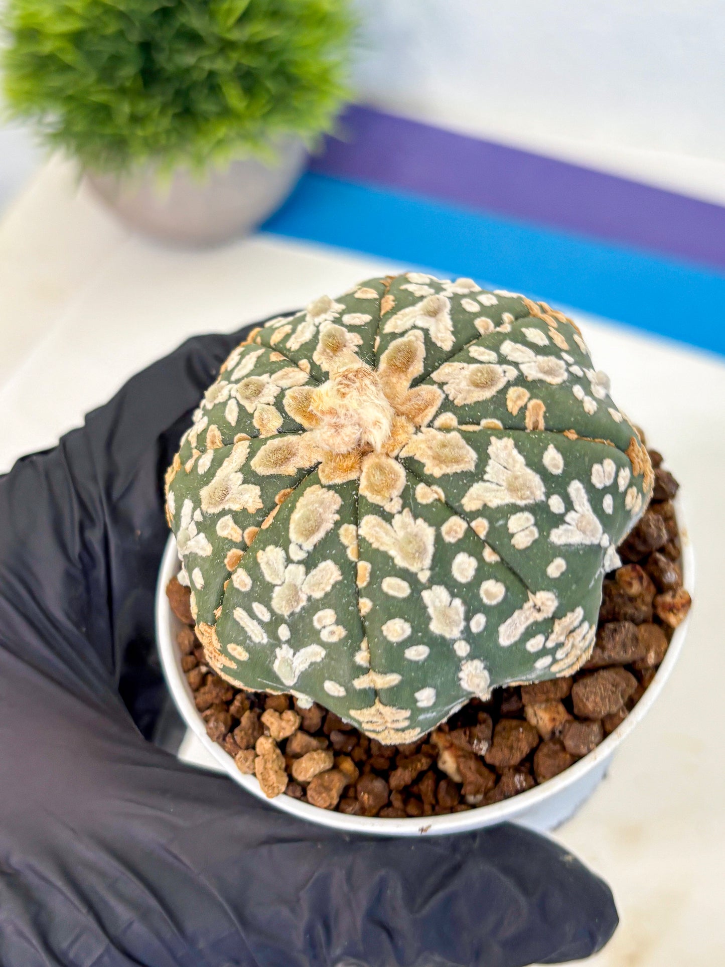Astrophytum V Type (at5) (11) | Sea urchin cactus