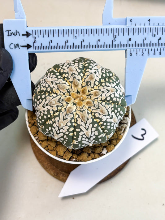 Astrophytum V-Type (at5) (y3) | Rare imported Plant
