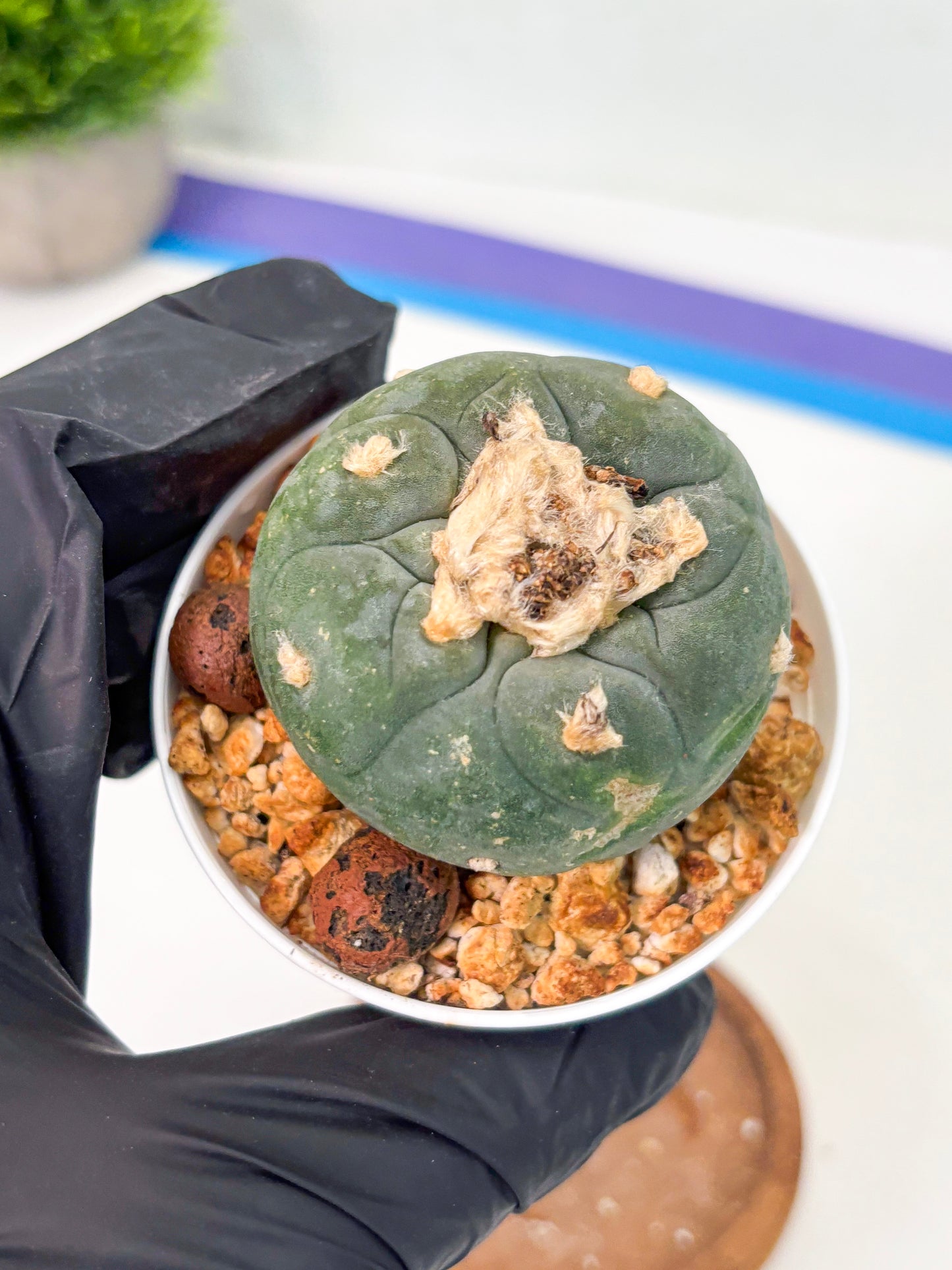 Spineless Cactus (Lo1) (b4) | For Advanced Growers