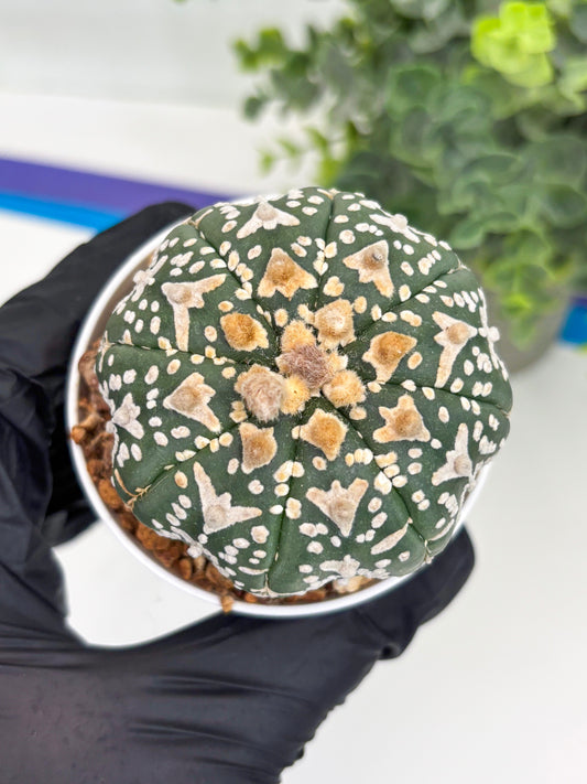 Astrophytum Super Kabuto V Type (T4) (b1) | Las Vegas Seller