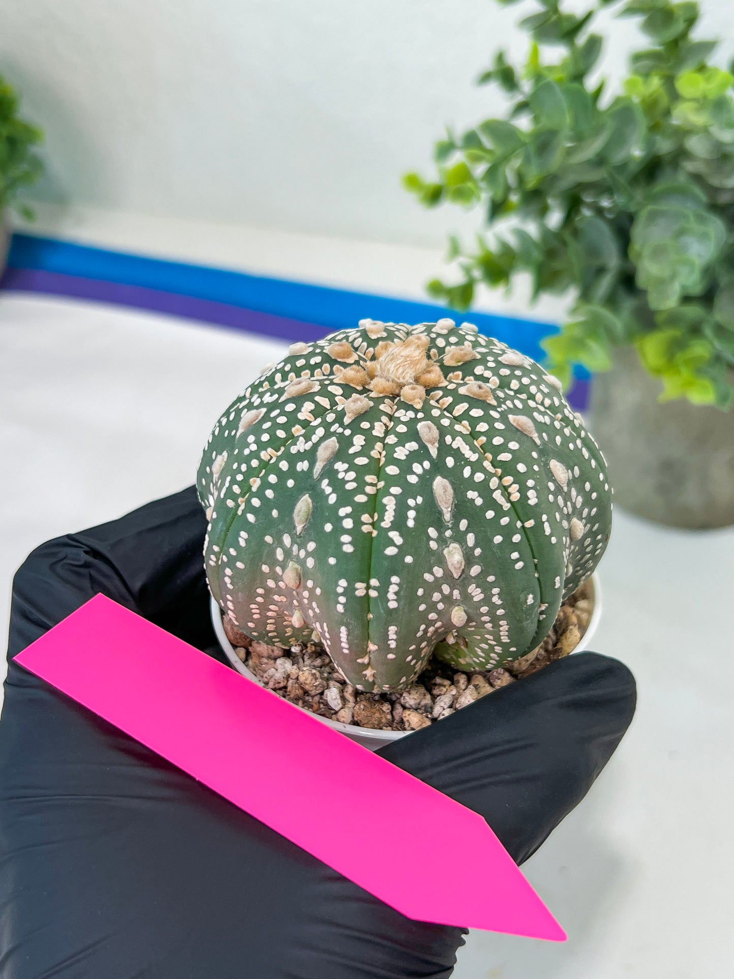 Astrophytum Super kabuto (#T2A) | Imported From Japan/korea | 3" Pot