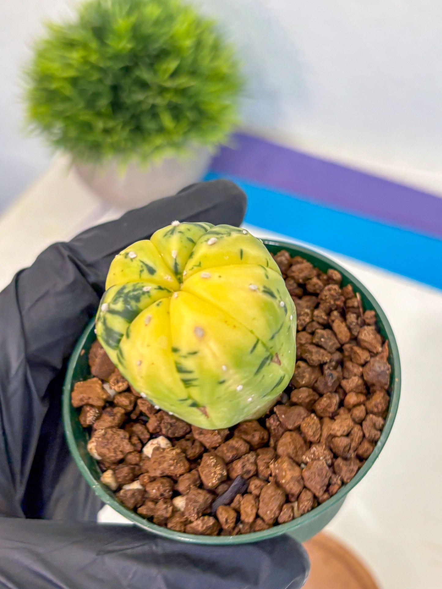 Astrophytum Variegated (at9) (01) | Rare Plant | Live Cactus
