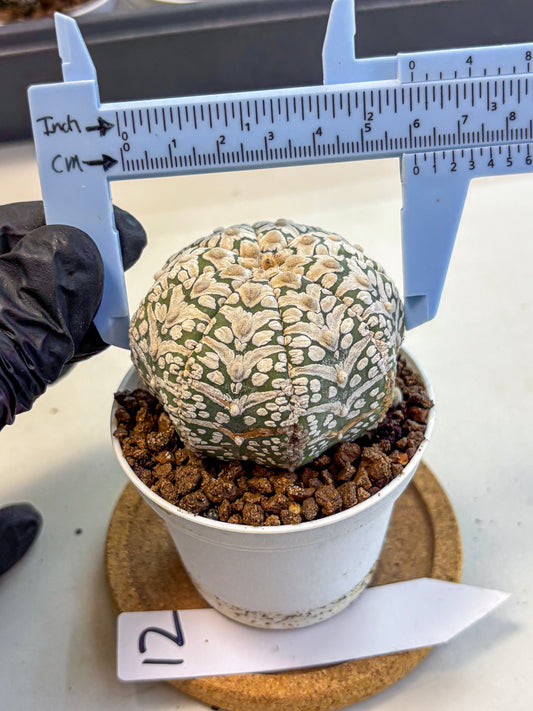 Astrophytum V Type (at5) (12) | Sea urchin cactus