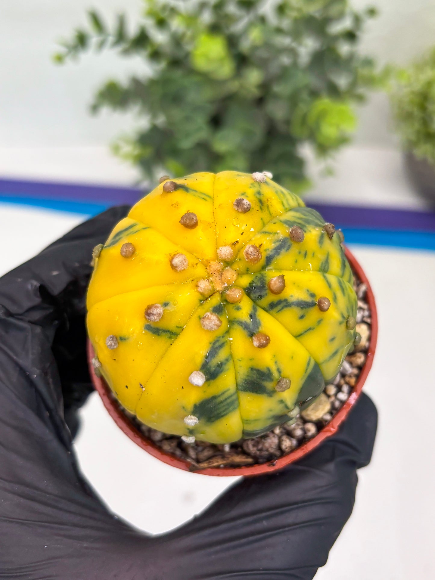 Astrophytum Variegated (T5) (o5) | Nevada Plant Seller | 3" Pot