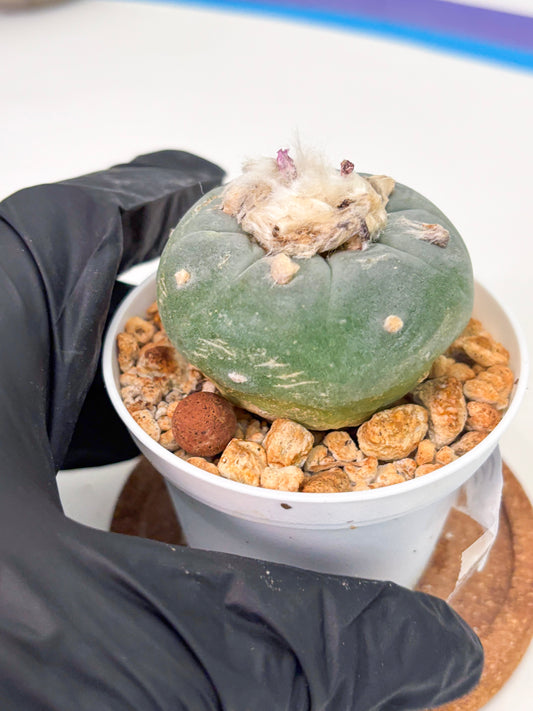 Spineless Cactus (Lo1) (b5) | For Advanced Growers