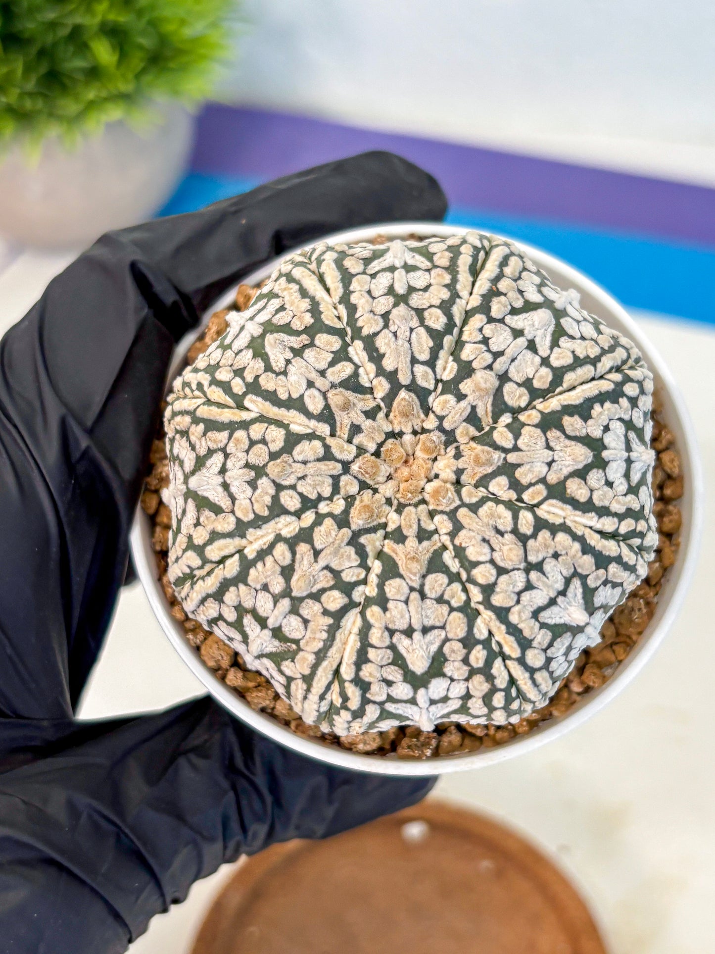 Astrophytum V Type (at2) (12) | Live Plant | Rare Collection