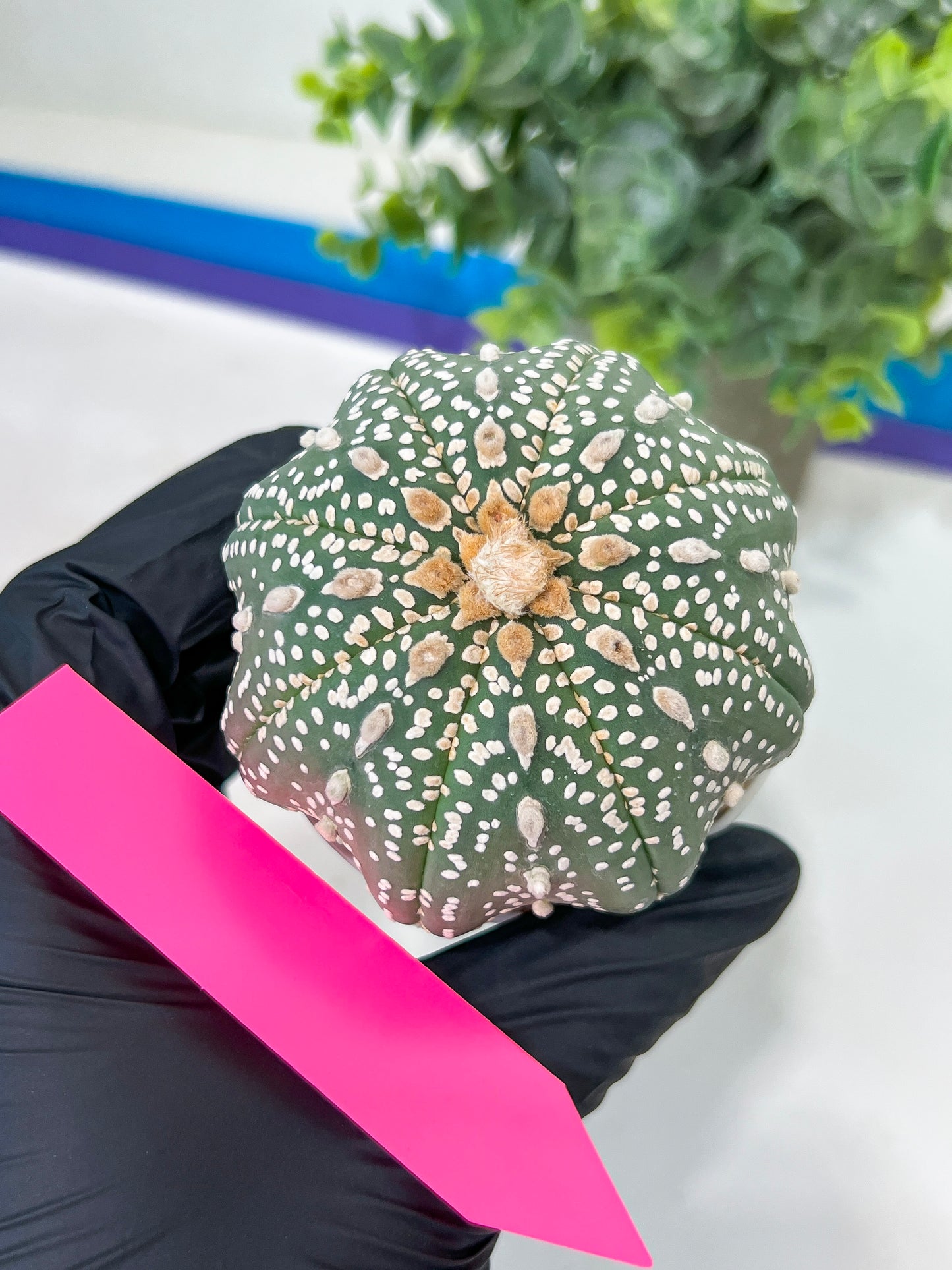Astrophytum Super kabuto (#T2A) | Imported From Japan/korea | 3" Pot