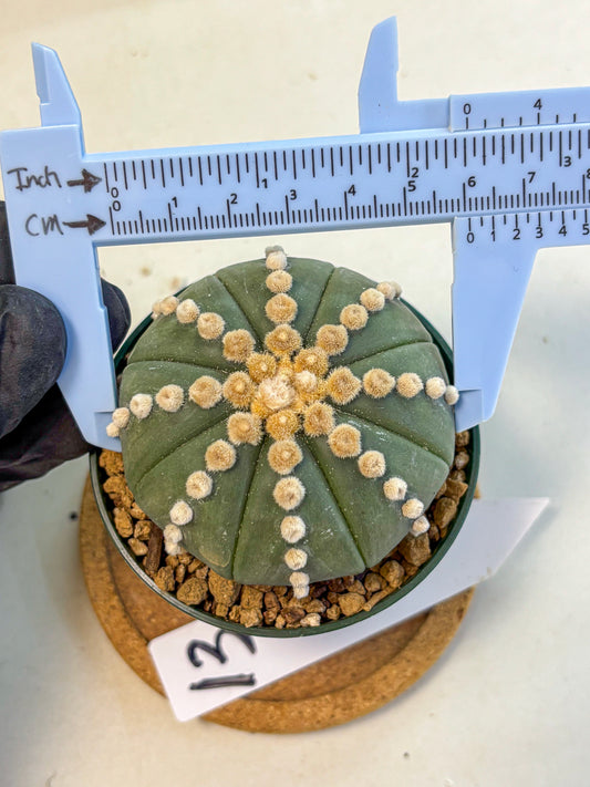 Astrophytum Oobito Nudum (at9) (13) | Cactus Plant
