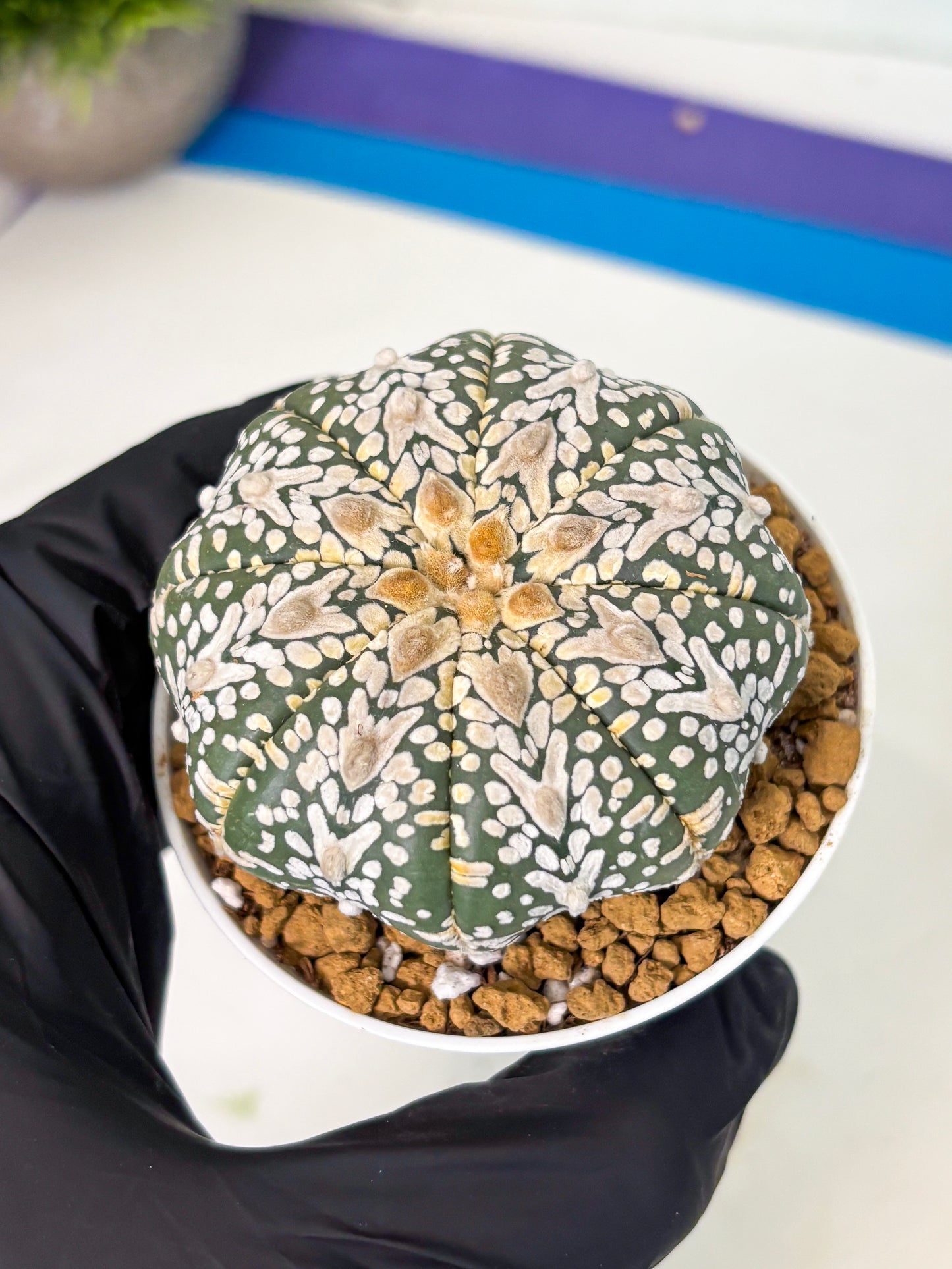 Astrophytum V-Type (at5) (y3) | Rare imported Plant