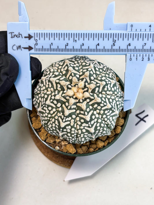 Astrophytum V-Type (at5) (y4) | Rare imported Plant