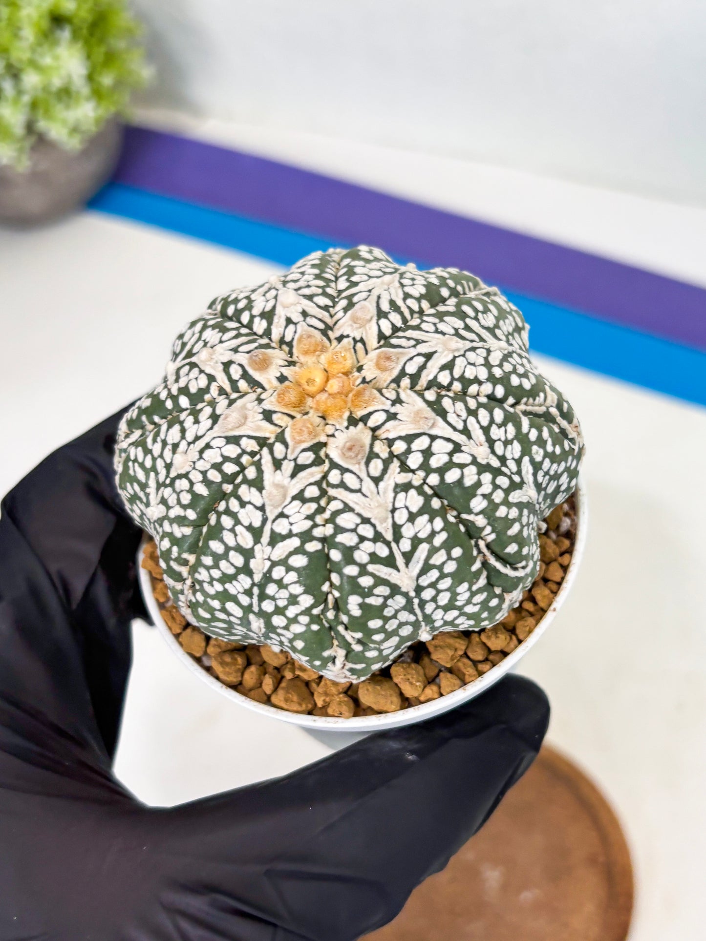 Astrophytum Star Shape (at2) (b7) | Japanese Import