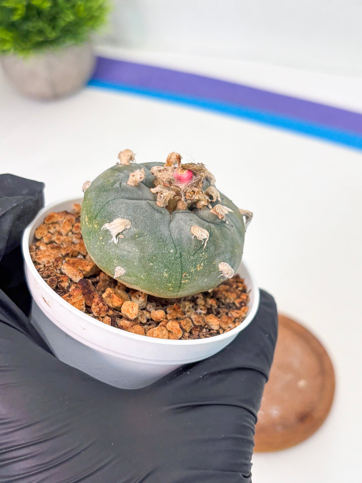 Spineless Cactus (Lo1) (b6) | For Advanced Growers