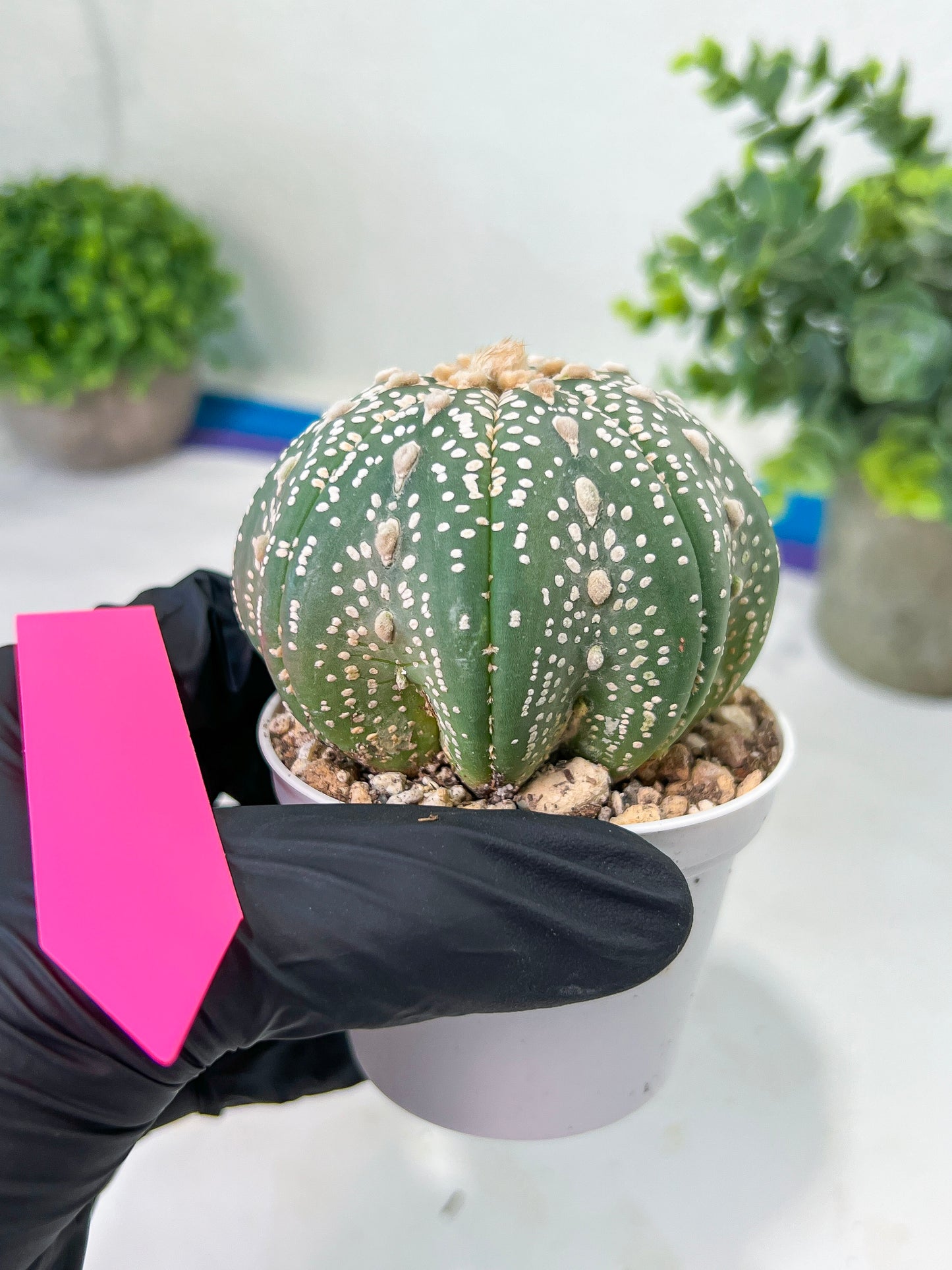 Astrophytum Super kabuto (#T2A) | Imported From Japan/korea | 3" Pot