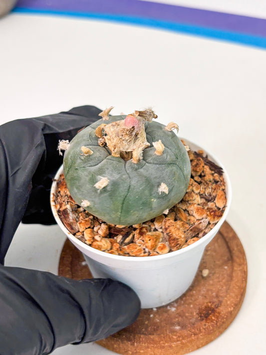 Spineless Cactus (Lo1) (b7) | For Advanced Growers