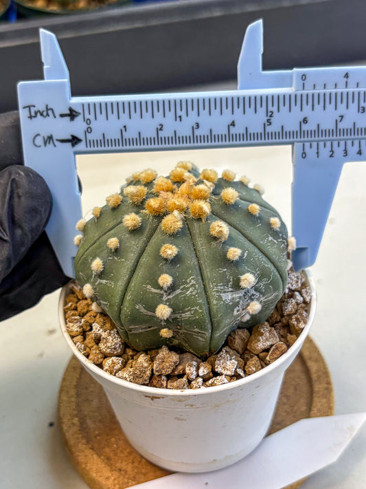 Astrophytum Oobito Nudum (at9) (14) | Cactus Plant