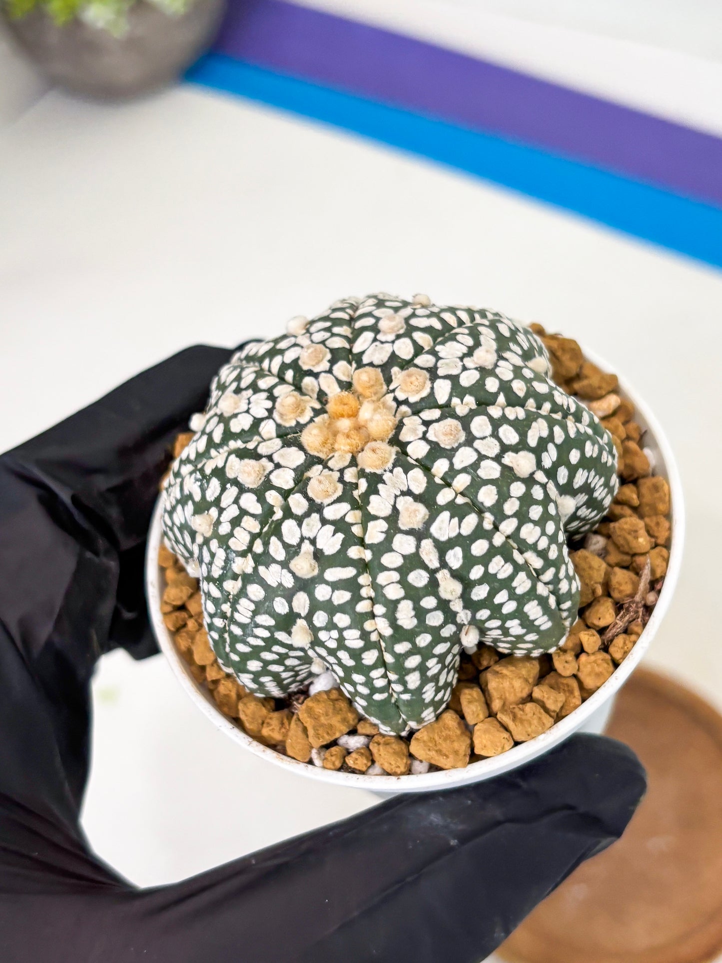 Astrophytum Star Shape (at2) (g1) | Japanese Import