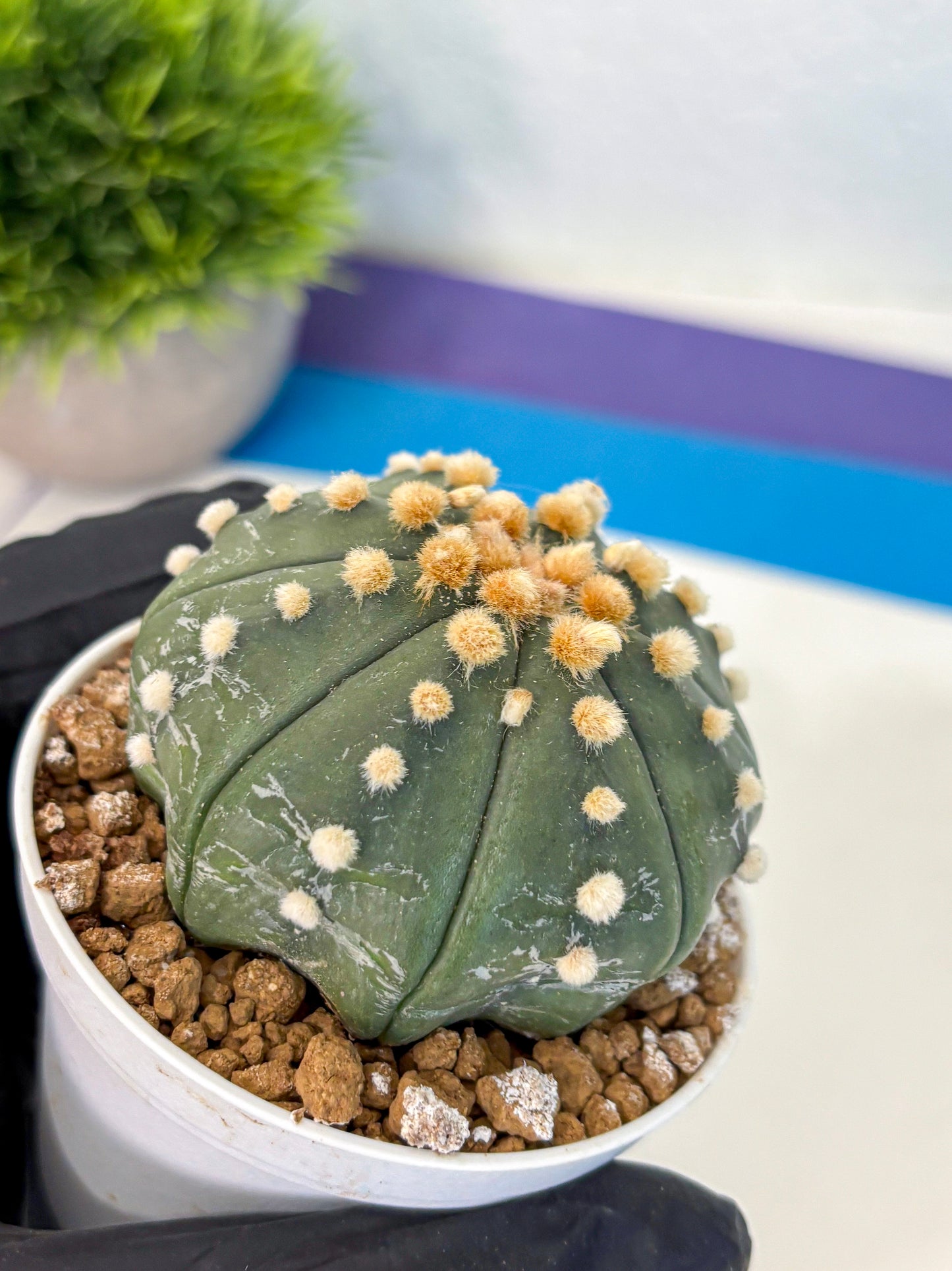 Astrophytum Oobito Nudum (at9) (14) | Cactus Plant