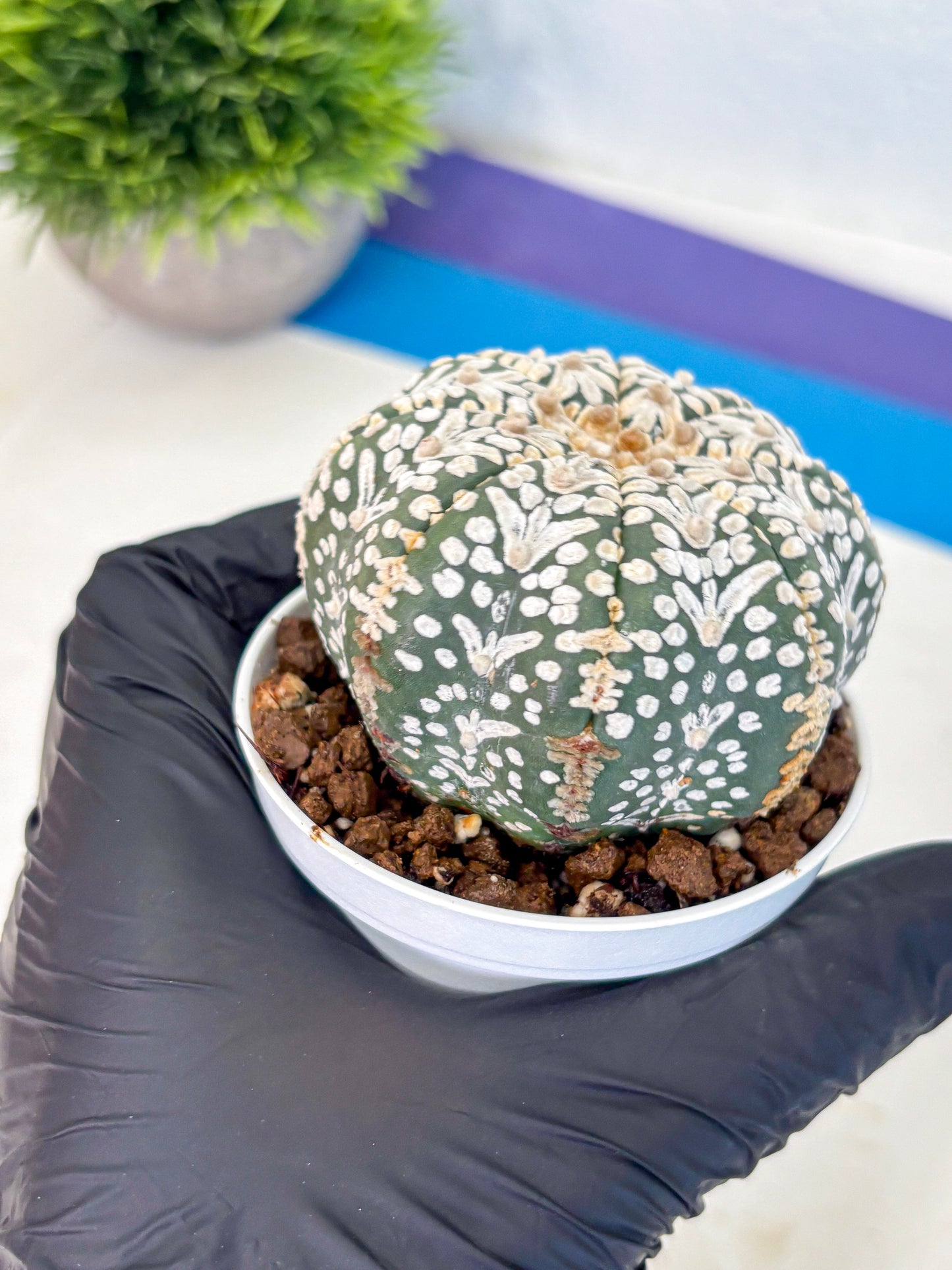 Astrophytum V Type (at5) (01) | Sea urchin cactus
