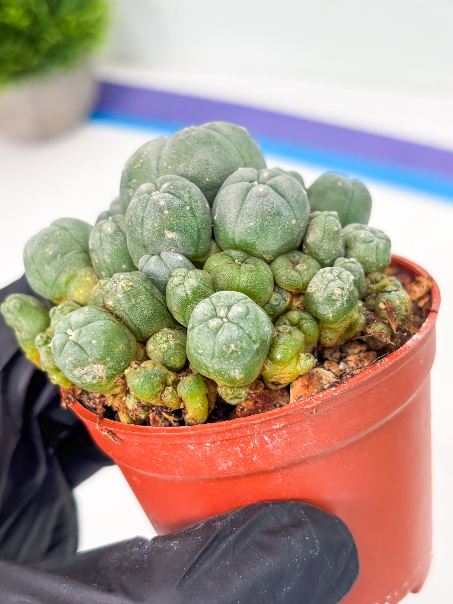 Spineless Cactus (Lo2) (y1) | For Advanced Growers