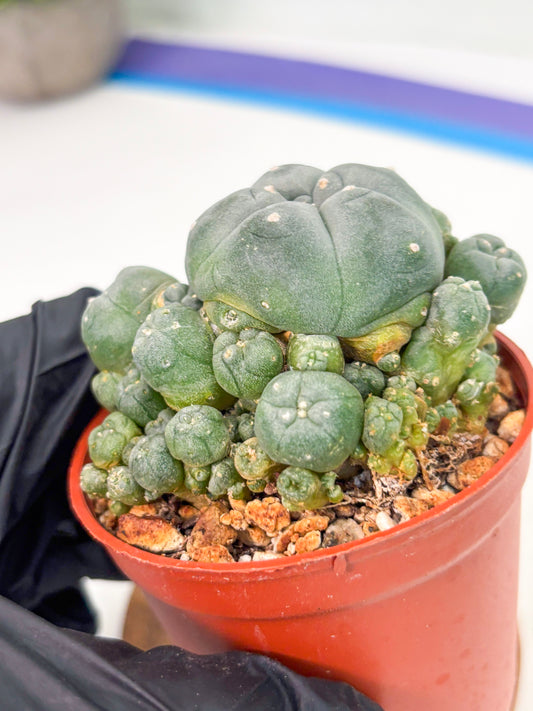 Spineless Cactus (Lo2) (y2) | For Advanced Growers